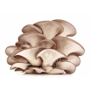 FRESH Oyster Mushroom 2kg